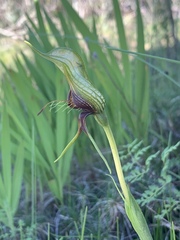 Pterostylis barbata