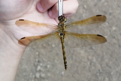 Sympetrum striolatum imitoides