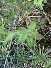 Pterostylis barbata