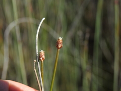 Eleocharis minuta