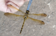Sympetrum striolatum imitoides