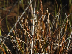 Eleocharis minuta