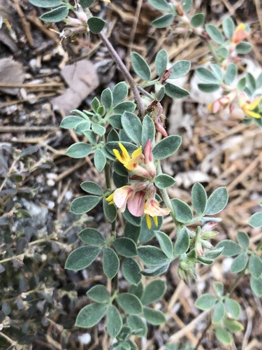 iNaturalist observation photo of Acmispon decumbens decumbens