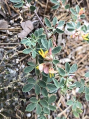 Acmispon decumbens decumbens