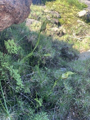 Pterostylis barbata