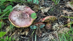 Rubroboletus legaliae