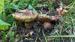 Rubroboletus legaliae