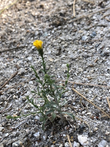 iNaturalist observation photo of Valley Lessingia