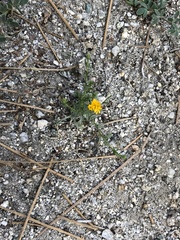 Lessingia glandulifera