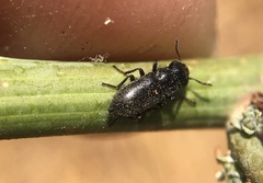 Asydates grandiceps
