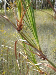 Cladium procerum