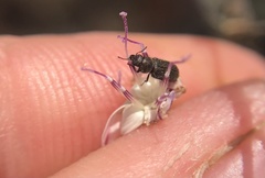 Asydates grandiceps