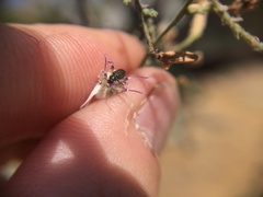 Asydates grandiceps