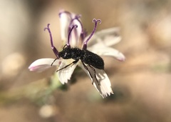 Asydates grandiceps