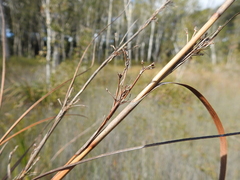 Cladium procerum