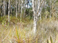 Cladium procerum