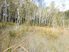 Cladium procerum