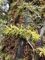 Phlegmariurus varius