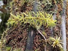 Phlegmariurus varius