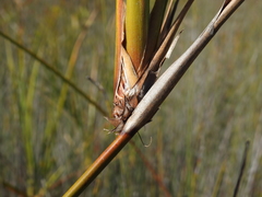Cladium procerum