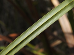 Cladium procerum