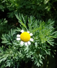 Cotula nigellifolia nigellifolia