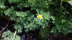 Cotula nigellifolia nigellifolia