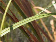 Cladium procerum