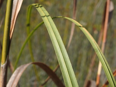 Cladium procerum