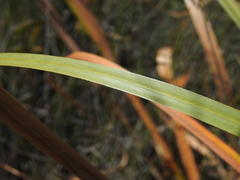 Cladium procerum