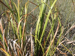Cladium procerum