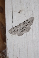 Stenoporpia pulmonaria