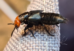 Creophilus erythrocephalus