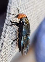 Creophilus erythrocephalus