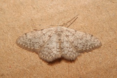 Idaea alyssumata