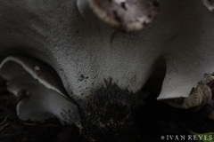 Boletopsis subsquamosa