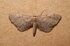 Idaea infirmaria