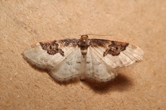 Idaea mustelata