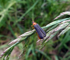 Pterotus obscuripennis