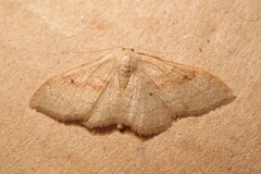 Idaea rubraria