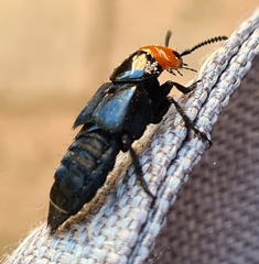 Creophilus erythrocephalus