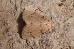 Paidia rica