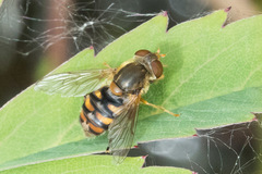 Parhelophilus obsoletus