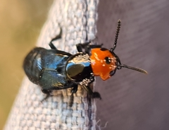 Creophilus erythrocephalus