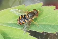 Parhelophilus obsoletus