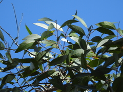 Eucalyptus acmenoides