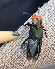 Creophilus erythrocephalus