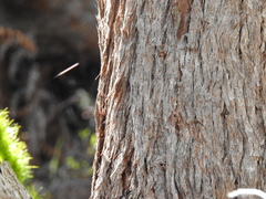 Eucalyptus acmenoides