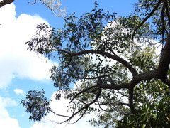 Eucalyptus acmenoides
