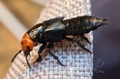 Creophilus erythrocephalus